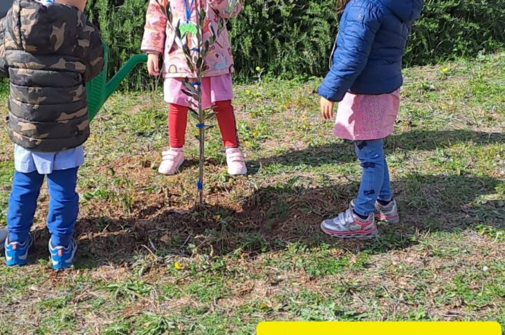 Piantiamo un albero di ulivo e impariamo a prendercene cura