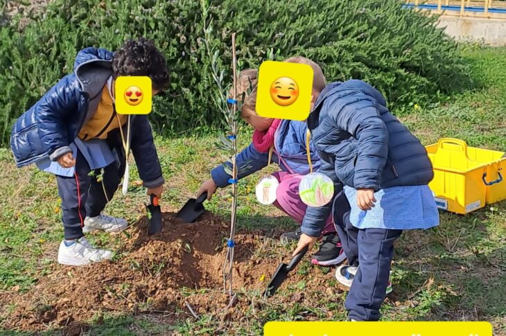 Piantiamo un albero di ulivo e lo curiamo con amore